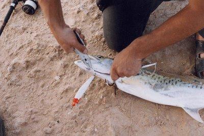 la pêche avec un 4/4 express sériola leurres. jig pêche exotique ect...