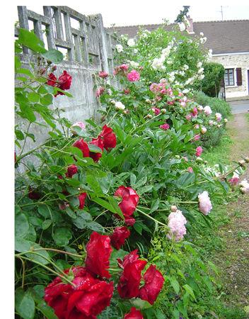 à peindre.....si la pluie nous épargne un peu fleurs_004