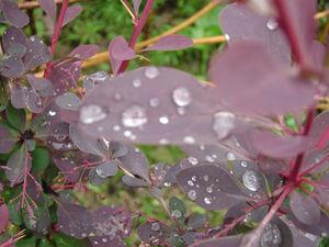 même sous la pluie j'aime mon jardin .... jardin_004