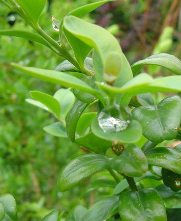 même sous la pluie j'aime mon jardin .... jardin_010