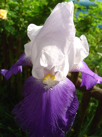 même sous la pluie j'aime mon jardin .... jardin_019