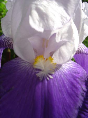 même sous la pluie j'aime mon jardin .... jardin_021