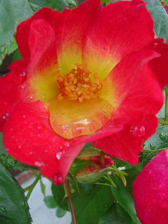 même sous la pluie j'aime mon jardin .... jardin_011b