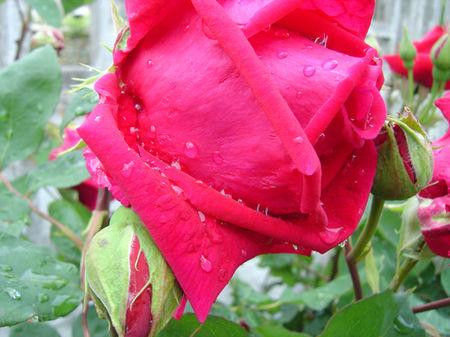 même sous la pluie j'aime mon jardin .... jardin_014