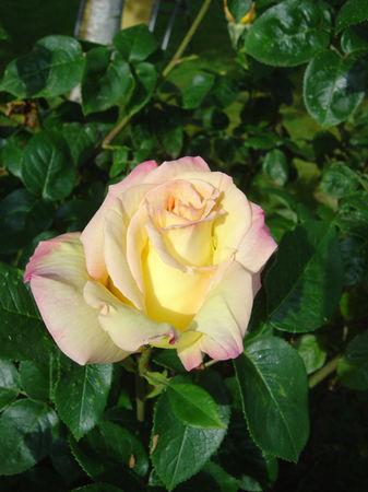 même sous la pluie j'aime mon jardin .... jardin_008