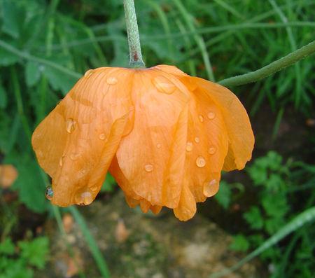 même sous la pluie j'aime mon jardin .... jardin_001