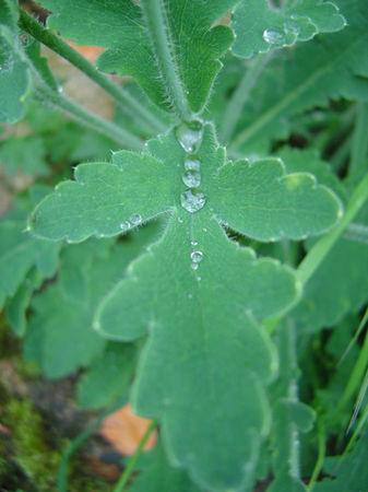 même sous la pluie j'aime mon jardin .... jardin_005b