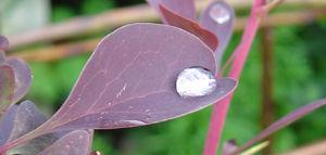 même sous la pluie j'aime mon jardin .... jardin_007