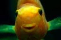 Des poissons à ne pas mettre dans tous les bocaux poisson 6