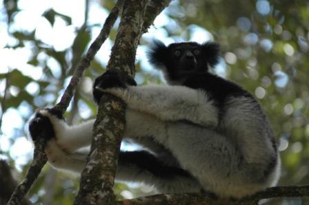 Indri (Madagascar) - Photo JC Vié