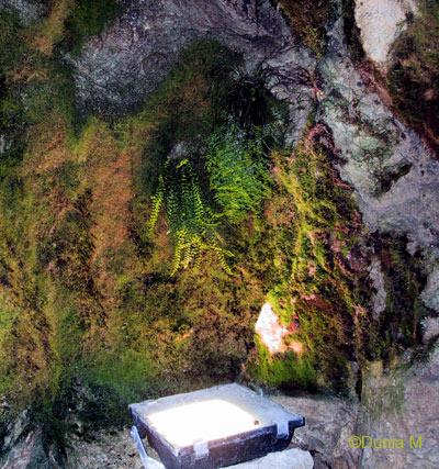 La magie de la vie Des plantes dans une grotte