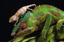 Caméléons : des reptiles surprenants caméléon 1