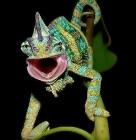 Caméléons : des reptiles surprenants caméléon 2