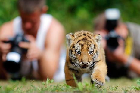 Antares, le bébé tigre du zoo de Berlin