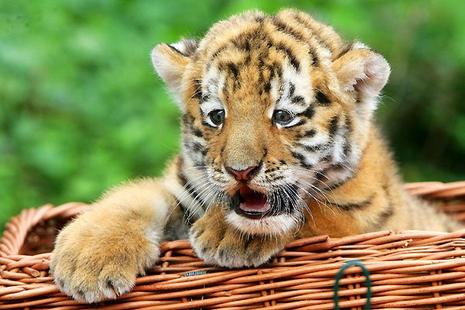 Antares, le bébé tigre du zoo de Berlin