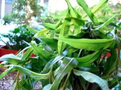 Le lapin ravi dans son bain de verveine odorante DSC01041.JPG