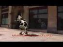Crazy cow une vache pas comme les autres