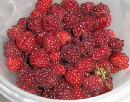 Framboises, juil 2008