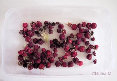 Mon potager Framboises