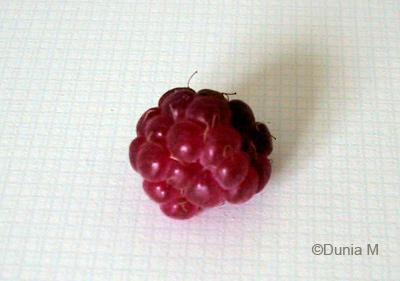 Mon potager Framboise