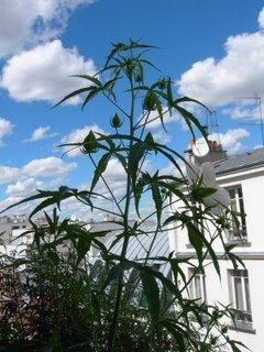 Premiere floraison de l'Hibiscus coccineus 'Alba'