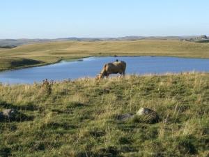 Des nouvelles du Pays Doré