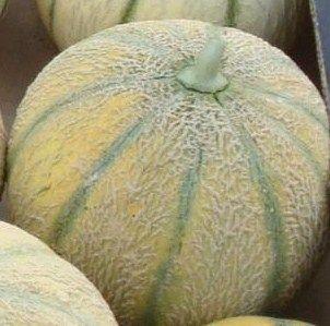 Comment choisir un bon melon! 315