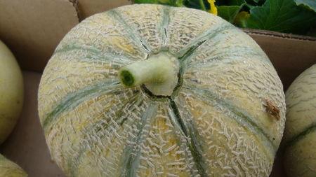 Comment choisir un bon melon! 316