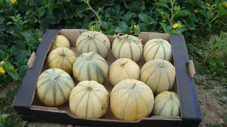 Comment choisir un bon melon! 315___Copie