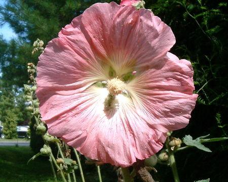 Communier avec les fleurs Passe__rose_2