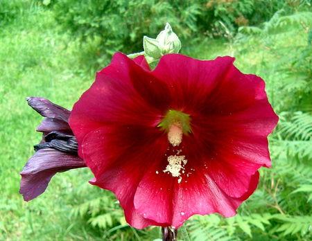 Communier avec les fleurs passe_rose