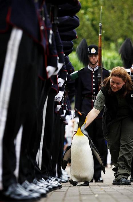Nils Olav, un manchot anobli Nils Olav, un manchot anobli