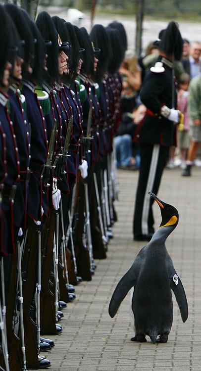 Nils Olav, un manchot anobli Nils Olav, un manchot anobli