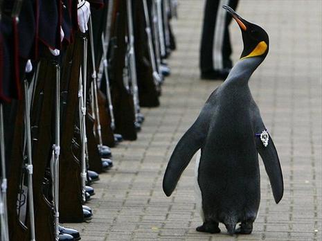 Nils Olav, un manchot anobli Nils Olav, un manchot anobli