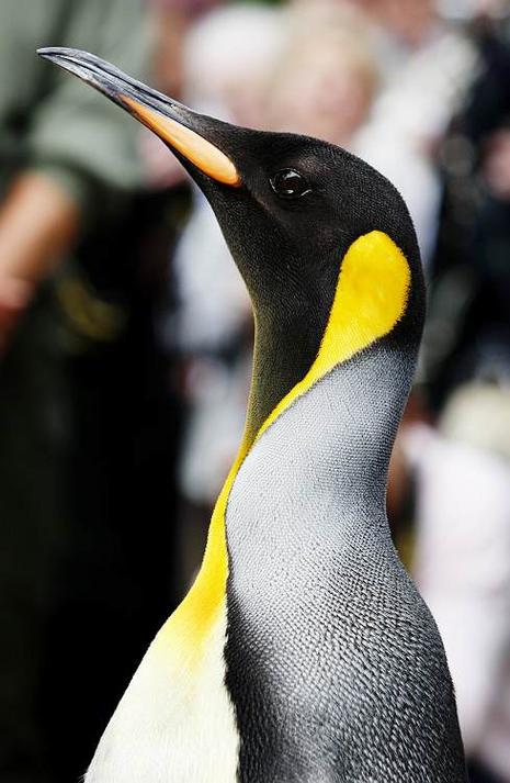 Nils Olav, un manchot anobli Nils Olav, un manchot anobli