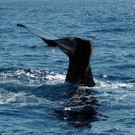 Sperm whale fluke. tail6