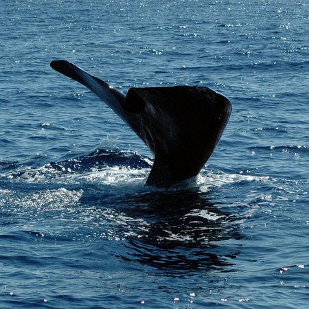 Sperm whale fluke. tail7