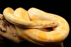 python albinos