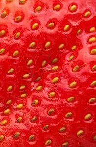 fraises_3