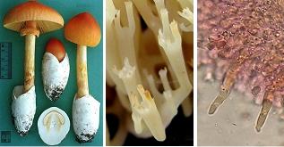 Devenir expert champignons