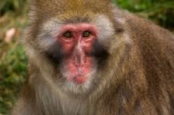 macaque du japon