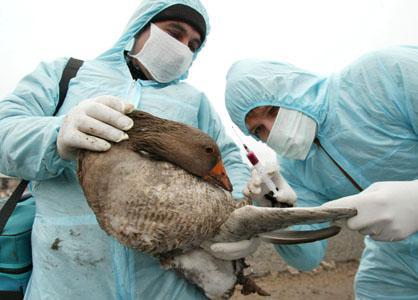 L’inquiétant projet du Pentagone: Un vaccin contre la grippe aviaire dans un contexte de guerre biologique