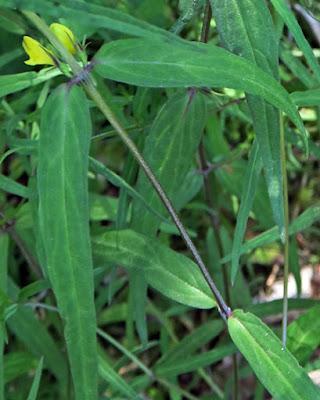 Mélampyre des forêts (Melampyrum sylvaticum)