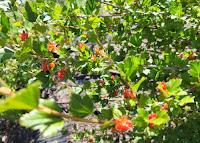 Cueillette de cassis alpin