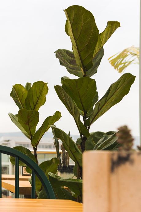 Le Manouka, secret caché d’Athènes