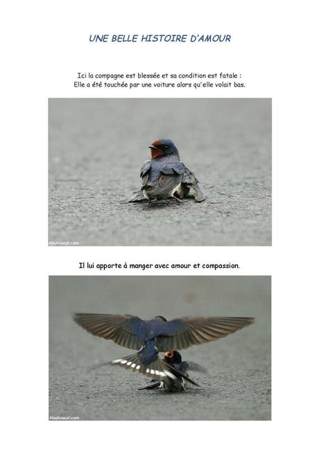 Divers - une belle histoire d'hirondelle