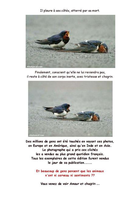 Divers - une belle histoire d'hirondelle