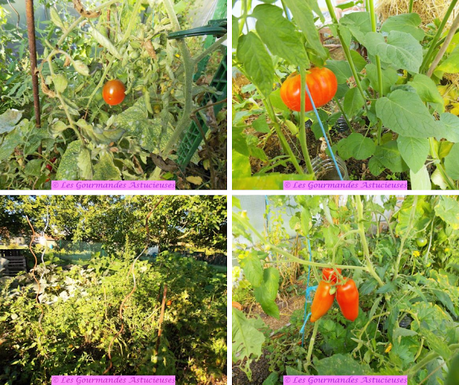 Sauce aux carottes et aux tomates au Papalo (Vegan) Sauce aux carottes et aux tomates au Papalo (Vegan)