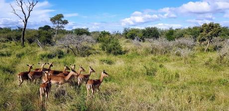 Safari dans le parc Kruger en famille