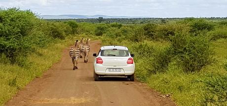 Safari dans le parc Kruger en famille
